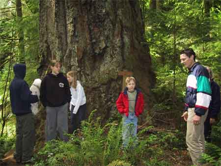 Big Tree Big Tree